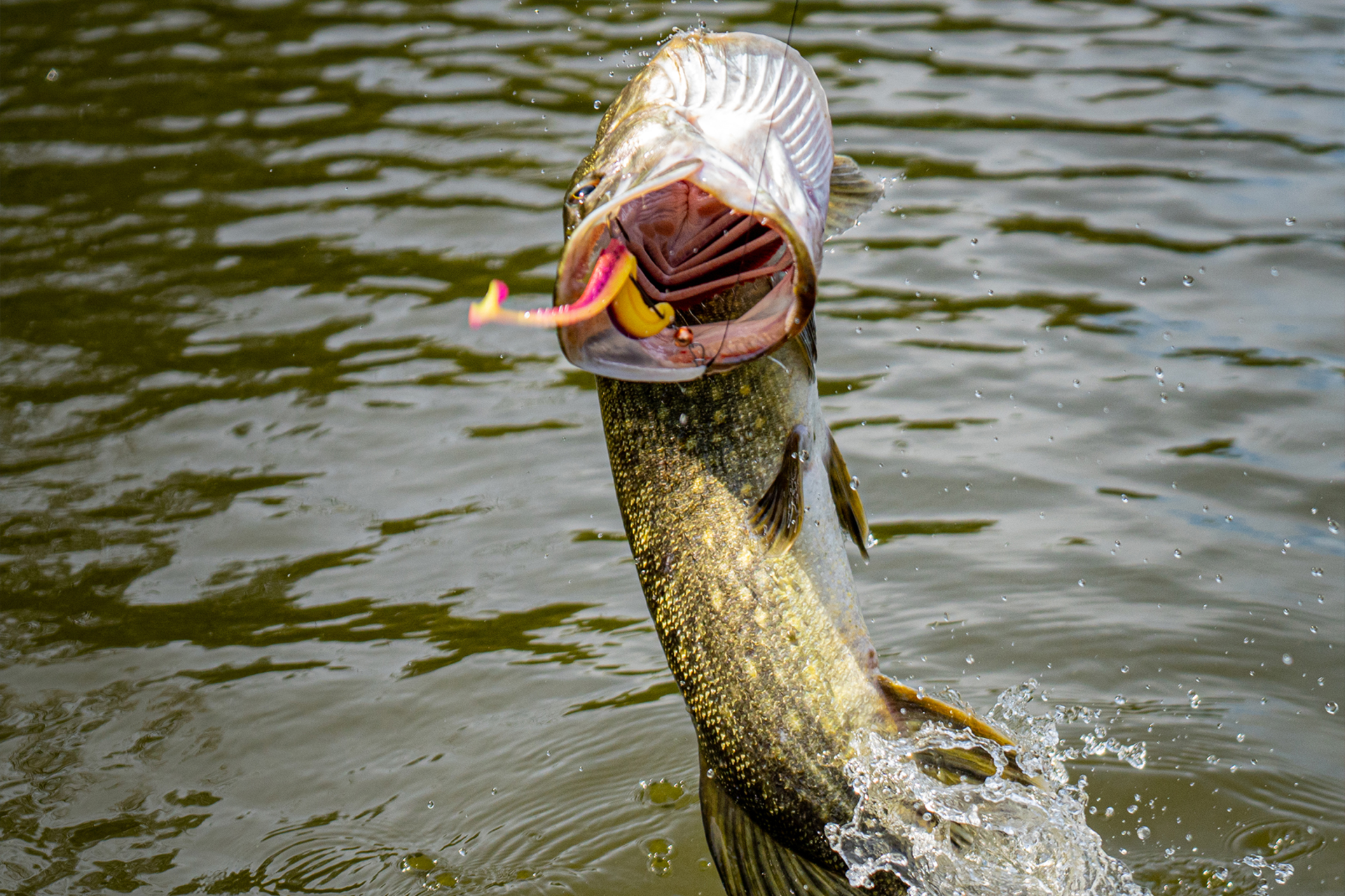 Tournament D'Fin | 125mm <span>| Shad</span>