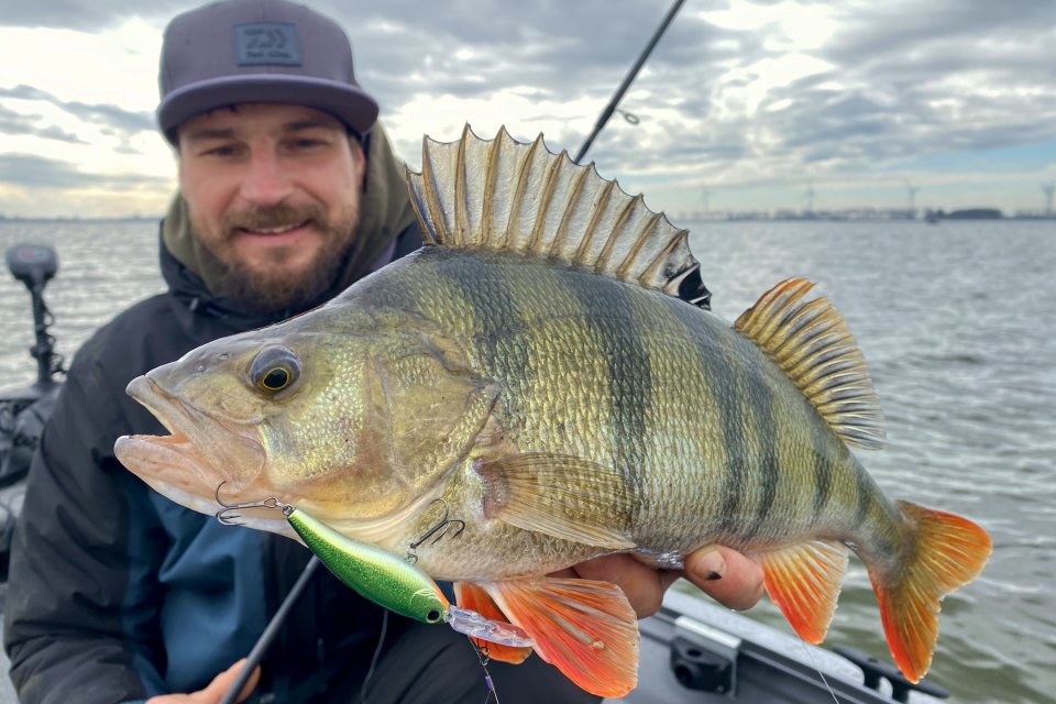 Steez Shad | 60SP-SR <span>| Minnowbait | schwebend | Shallow Runner</span> Steez Shad | 60SP-SR <span>| Minnowbait | schwebend | Shallow Runner</span>