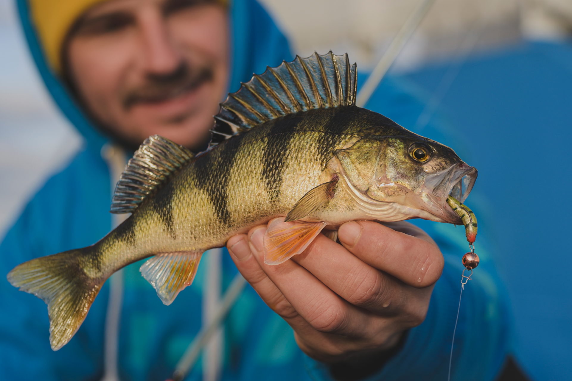 Prorex Micro DuckFin Shad | 45mm <span>| Gummifisch</span>