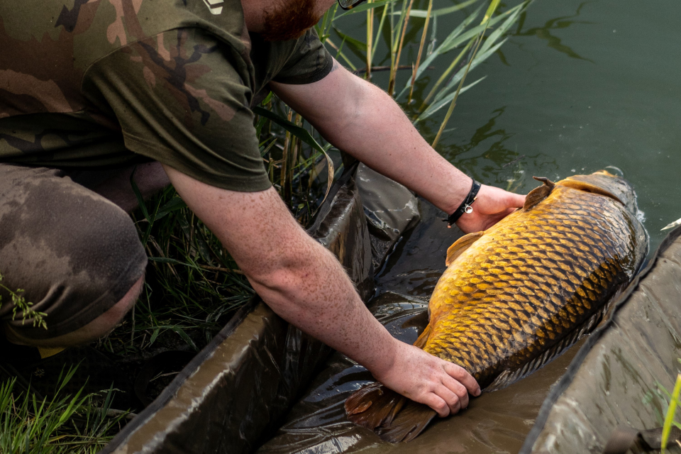 Daiwa Carp Floating Unhooking Mat <span>| Abhakmatte | schwimmend</span>