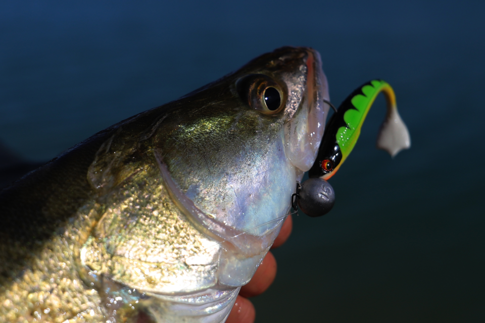 Prorex Duckfin Shad | UV & Nature Set <span>| Gummifisch-Sortiment</span>